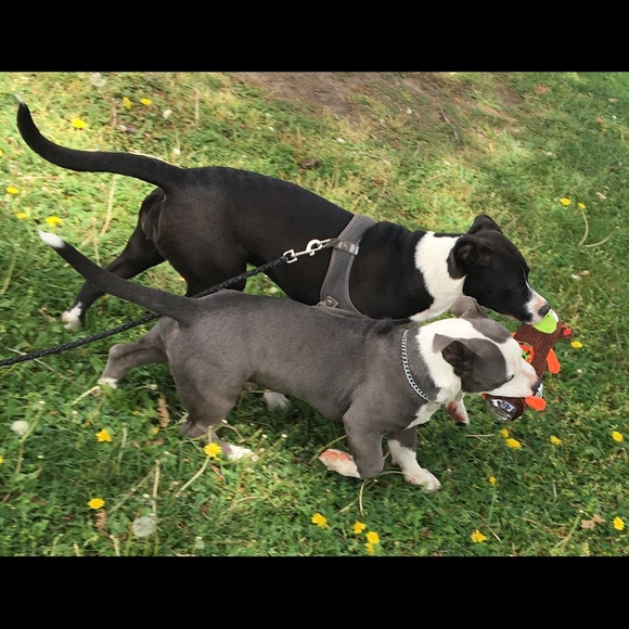 Meet your Posher, Marlo - Picture 1 of 5